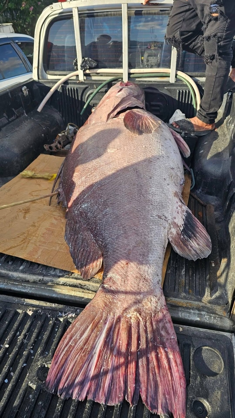 Chú cá có kích thước khủng.