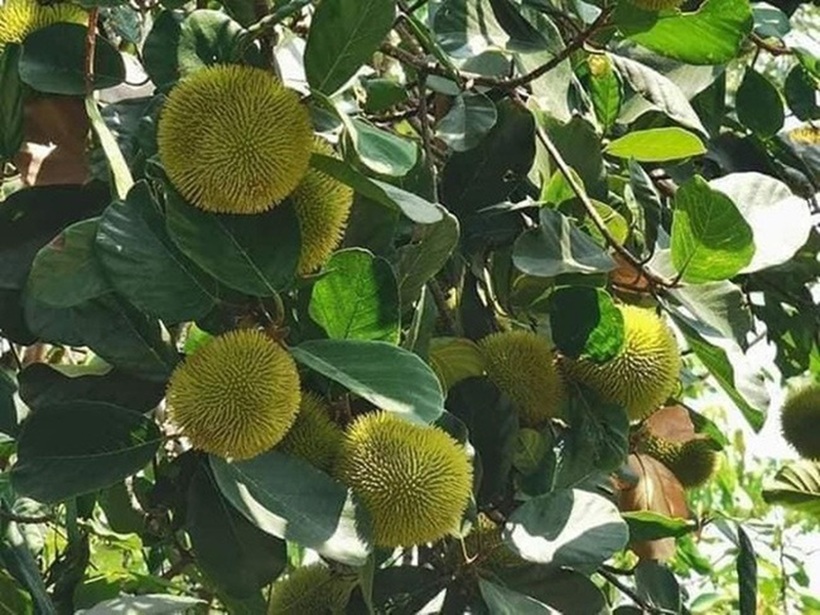 Có những thời điểm, giá mít nài có thể lên tới gần 100.000 đồng/kg nhưng vẫn luôn trong tình trạng "cháy hàng"