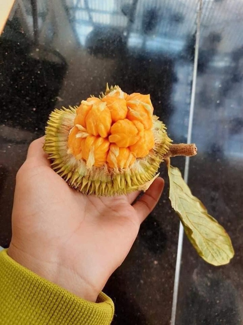 Những người từng thưởng thức mít nài cho biết chúng có vị chua thanh nhẹ như sự pha trộn giữa xoài non, cóc và chanh leo.