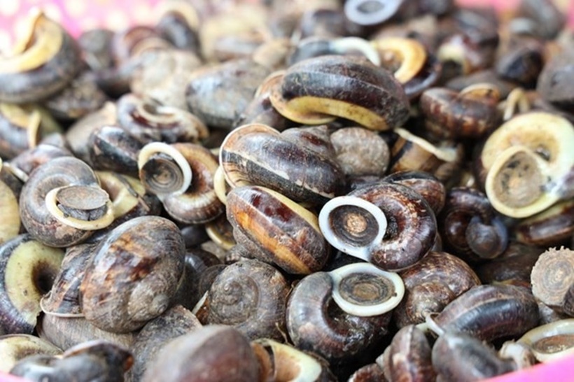 Cứ sau mỗi trận mưa, khi không khí còn ẩm ướt và trong lành, từng tốp người dân địa phương lại í ới gọi nhau vào thung, lên núi "săn" ốc.