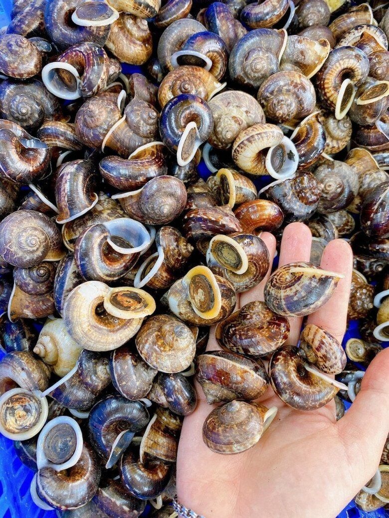 Ốc&nbsp;núi là loài ốc sống hoàn toàn hoang dã, với hương vị độc đáo mà không một loại ốc nuôi nào có thể sánh được.