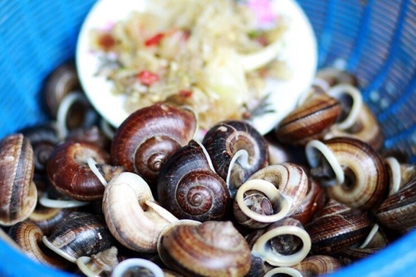 Ốc núi có thể chế biến thành nhiều món ăn hấp dẫn như: Luộc, xào lá lốt, hấp gừng, hấp xả, xào sả ớt, trộn gỏi...