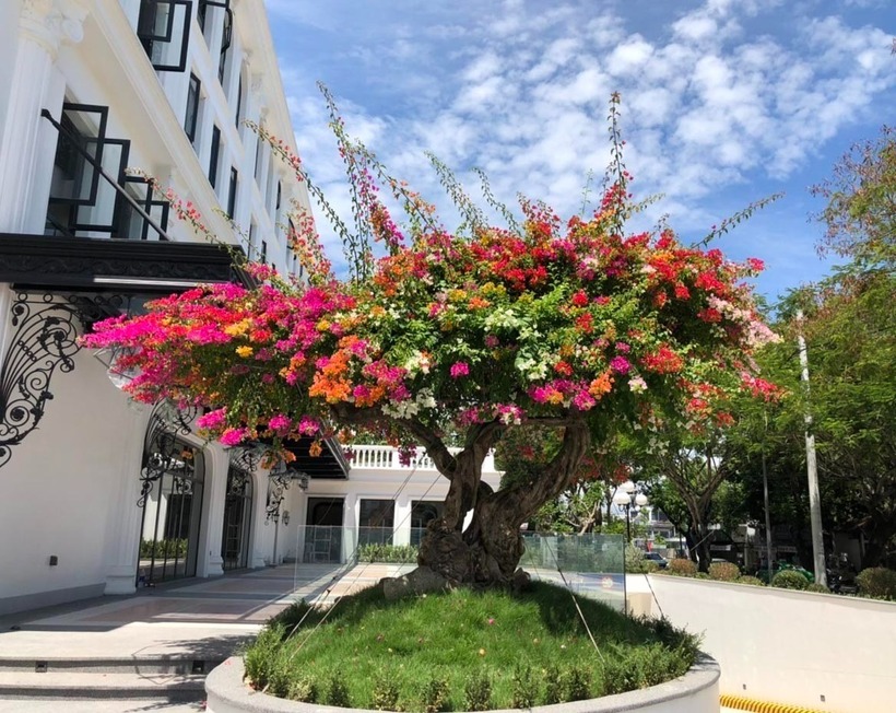 Siêu phẩm hoa giấy nhiều màu khiến nhiều người trầm trồ. Ảnh: Dân Trí.