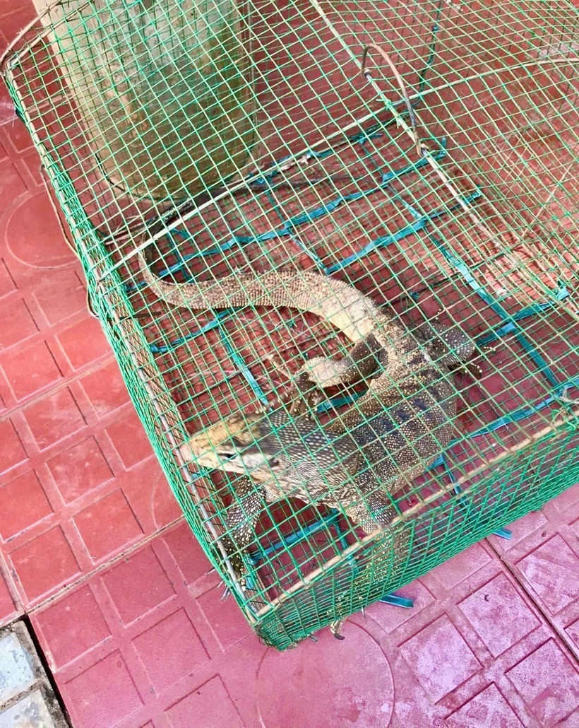 Phát hiện con vật "lạ" nặng 1,7 kg, đuôi rất dài, người đàn ông bắt nhốt vào lồng, bàn giao cho cơ quan chức năng. Ảnh: Báo Quảng Trị