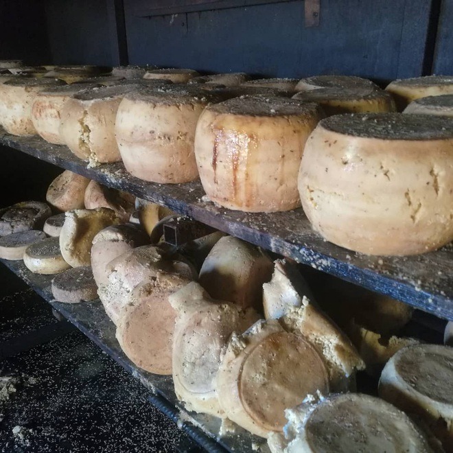 Casu Marzu, loại phô mai truyền thống từ đảo Sardinia (Ý) nổi tiếng khắp thế giới không phải vì hương vị thơm ngon, mà bởi cảnh tượng hàng nghìn con giòi sống lúc nhúc bò bên trong.