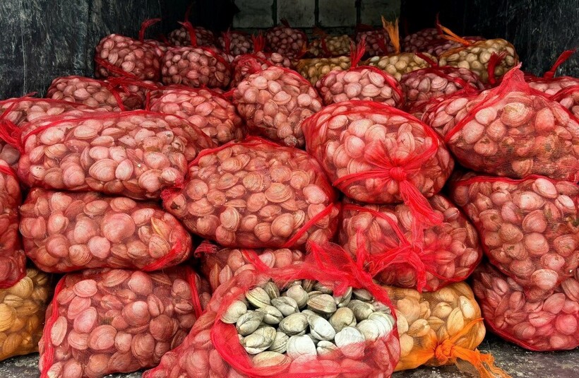 Ngao không rõ nguồn gốc, xuất xứ được đựng trong các túi lưới. Ảnh: Báo Quảng Ninh