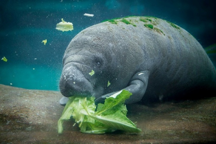 Lợn biển (tên khoa học Trichechus) là động vật có vú trong bộ Sirenia, sống trong nước biển.