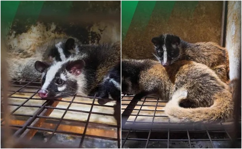 Cầy vòi mốc (Paguma larvata). (Ảnh: Trung tâm bảo tồn động vật hoang dã tại Việt Nam)