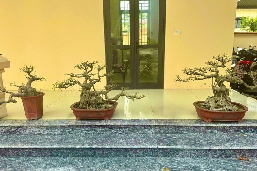 Tang vật vụ án là 3 chậu cây cảnh có giá trị hàng chục triệu đồng (Ảnh: Công an phường Hoa Lư).
