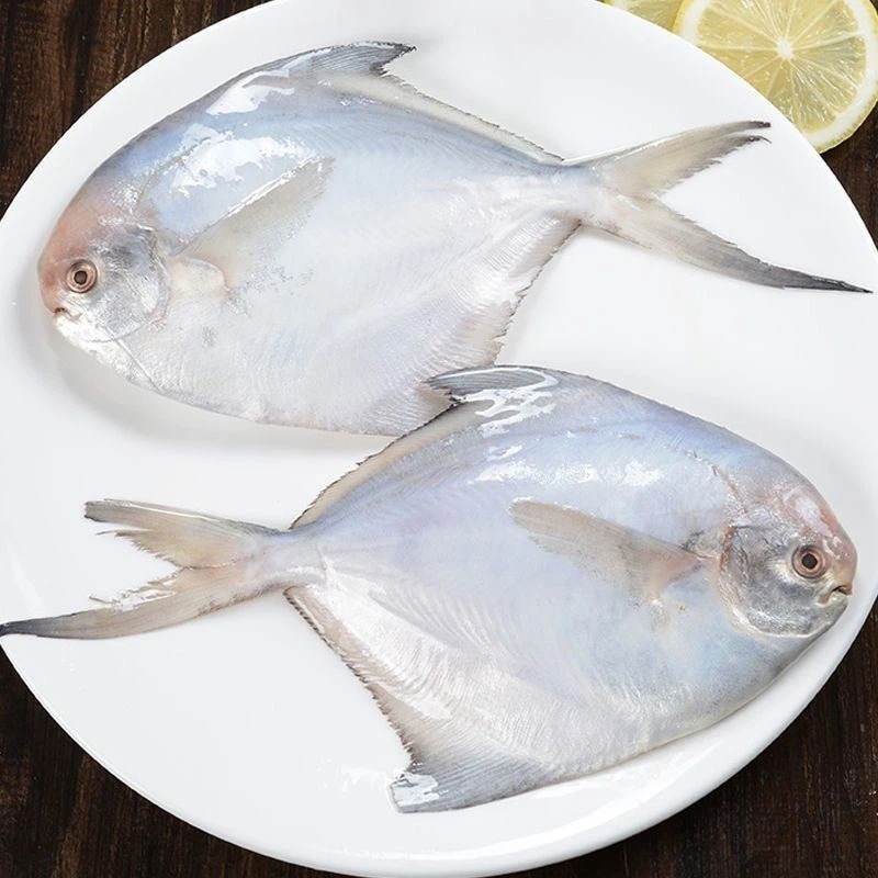 Cá chim bạc.