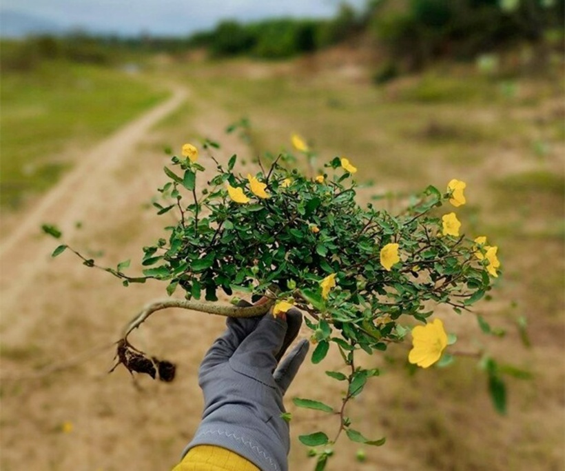 Cây hoa ké, dù thân nhỏ, lại rất dễ tạo dáng.