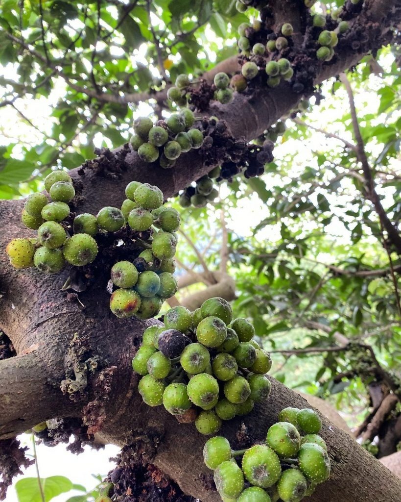 Cây sung đặc biệt phù hợp với những người tuổi Dần, Thìn, Tỵ và Mùi.