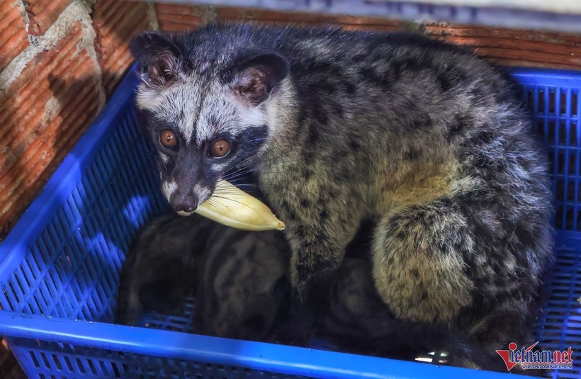 Thức ăn chủ yếu, yêu thích của chồn hương là chuối chín, cá tươi, cháo đầu gà...Ảnh: VietNamnet