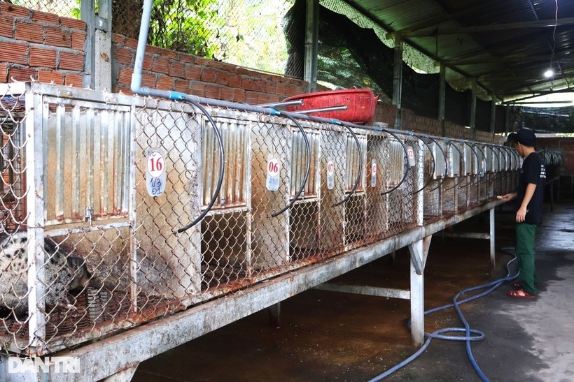 Chuồng nuôi chồn sinh sản được làm theo dãy dài, chia ra thành nhiều ô nhỏ. Ảnh: Dân trí