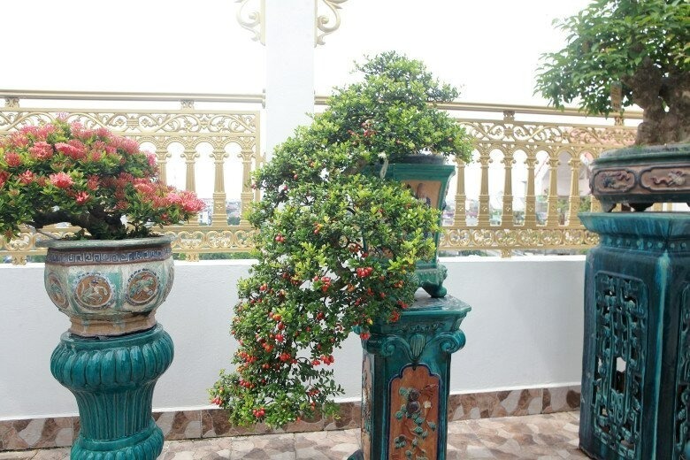 Có những cây dáng thế độc lạ, đẹp mắt được bán ra với giá đắt đỏ. Ảnh: Tri Thức & Cuộc sống.