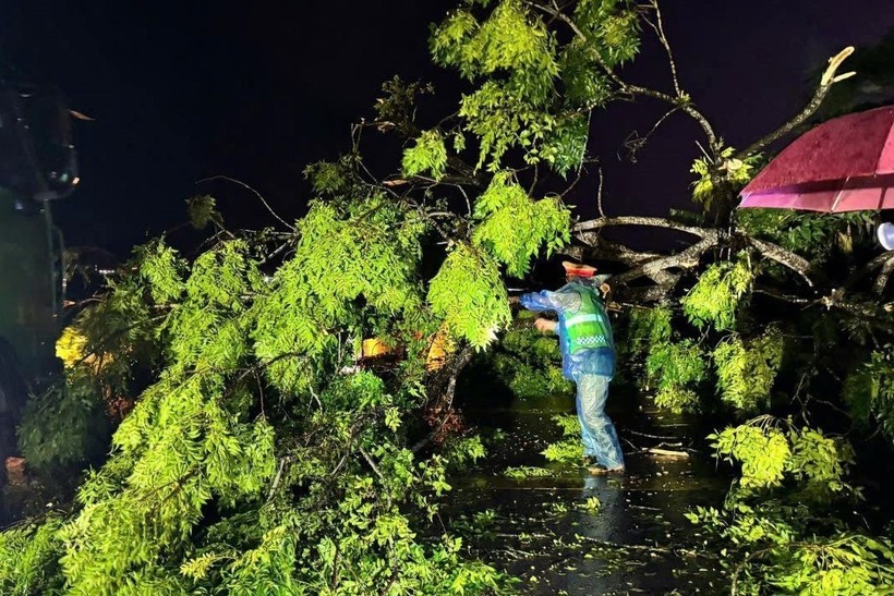 Mưa to, gió lớn khiến nhiều cây xanh ở Nghệ An bị gãy đổ tối 19/7. Ảnh: Tiền phong