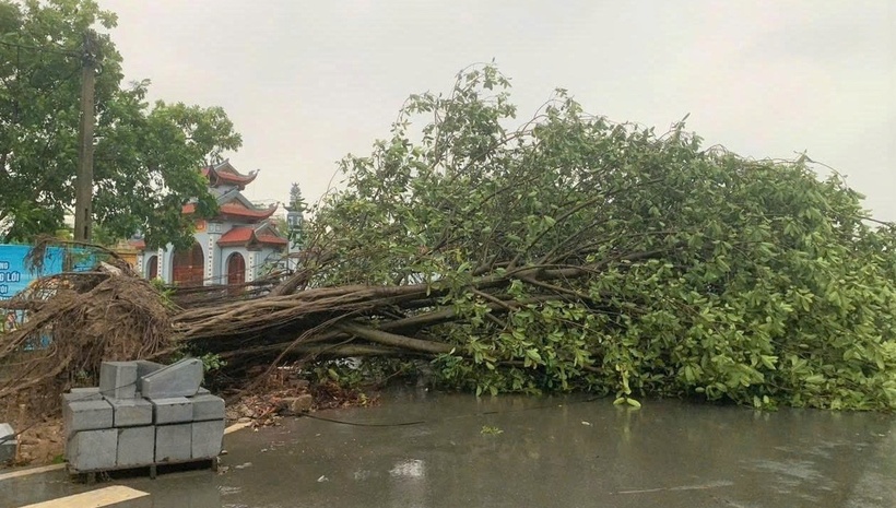 Cây đổ ở Hoa Lư (Ninh Bình) sáng 22/7.