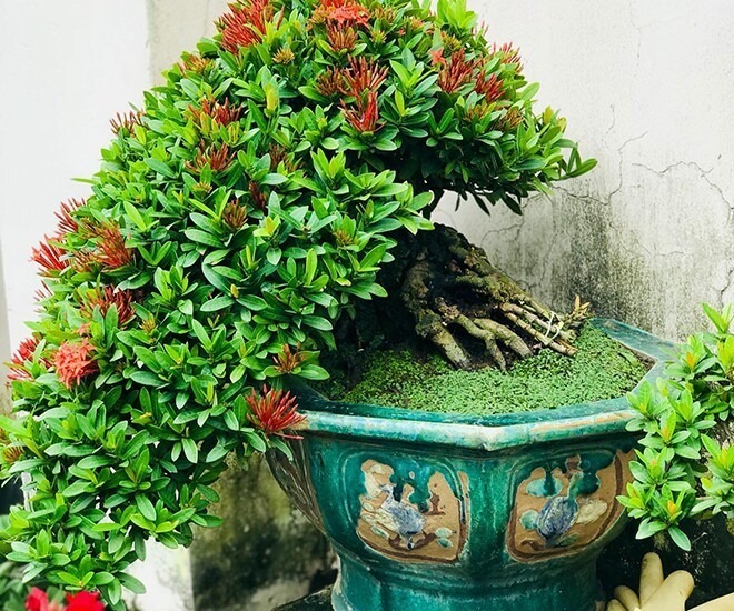Hoa mẫu đơn màu sắc bắt mắt, thù hút giới chơi cây cảnh. Ảnh: Tri Thức & Cuộc sống.