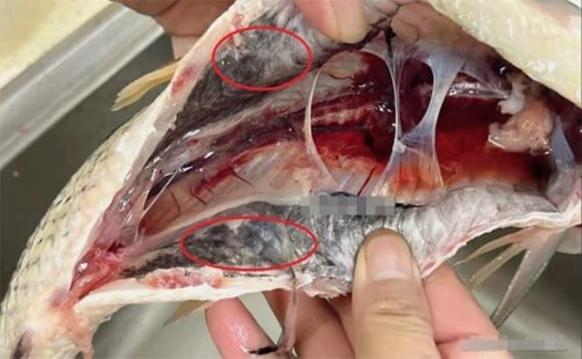 Không nên ăn lớp màng đen này vì sẽ có vị hơi đắng và kém ngon, đồng thời lớp màng đen này cũng sẽ ảnh hưởng đến hình thức bên ngoài của món ăn.