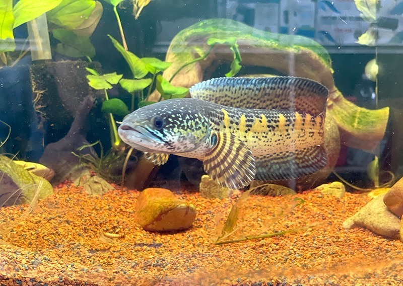 Cá lóc săn mồi, một trong những dòng cá đang “hot”. Ảnh: Báo Đồng Tháp