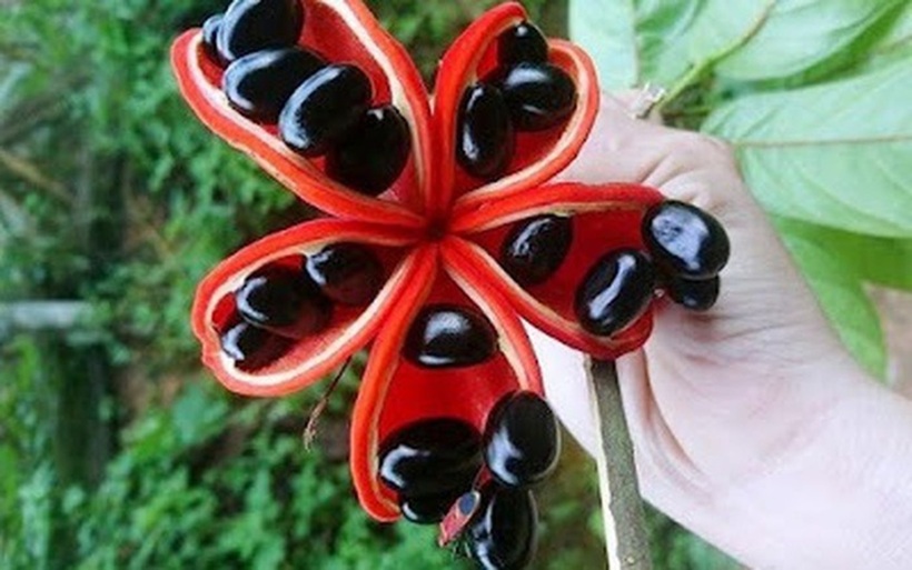 Hạt mề gà. Ảnh: VietNamnat