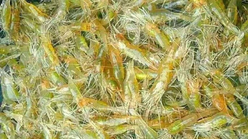 Tép riu, một loài sinh vật bé nhỏ nhưng lại là một phần không thể thiếu trong bức tranh ẩm thực đồng quê Việt Nam