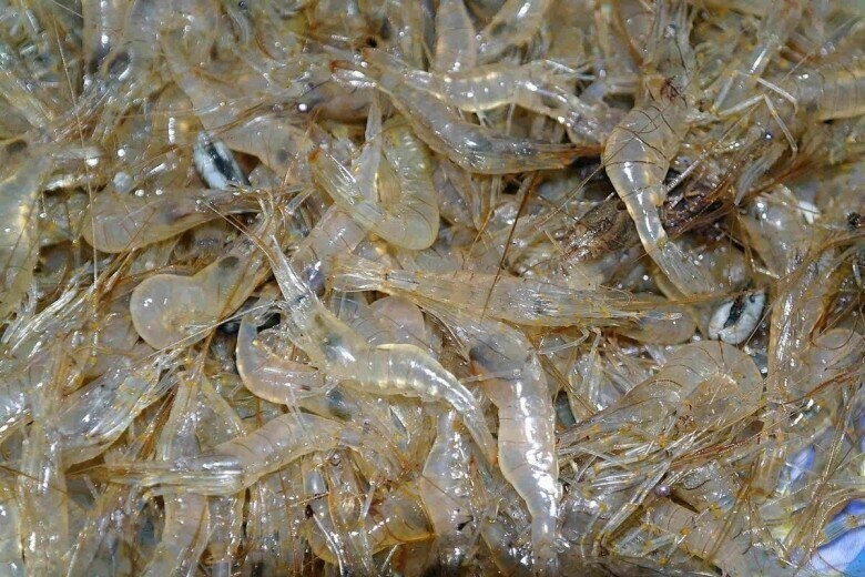 Từng được xem là "cứu đói" trong những năm tháng gian khó, tép riu ngày nay đã được "nâng tầm" thành một đặc sản được săn đón trong các nhà hàng, quán ăn