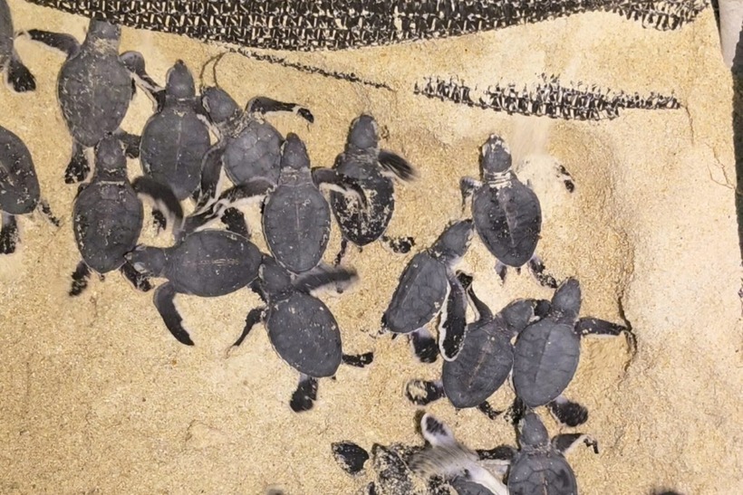Rùa con nở chui lên khỏi ổ trứng đêm 8/8 tại đảo Hòn Cau. (Ảnh: VnExpress)