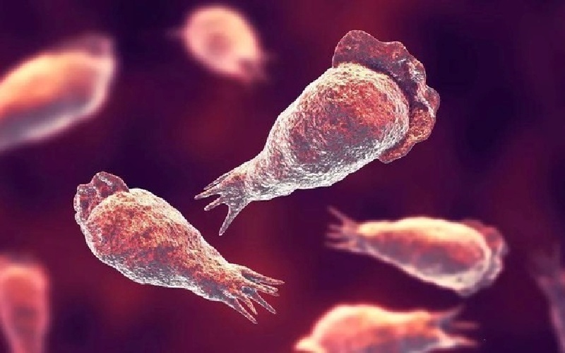 Balamuthia mandrillaris - loại “amip ăn não”.  Ảnh minh họa: SCIENCE PHOTO LIBRARY