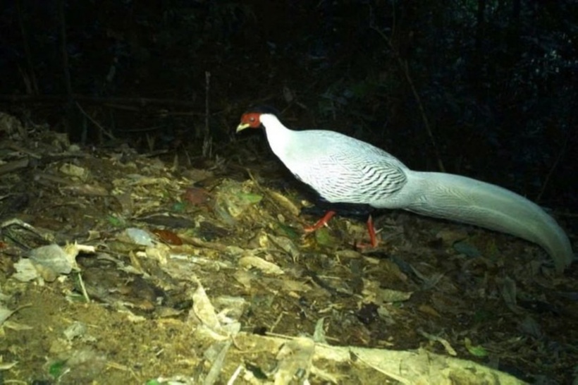 Hình ảnh con gà lôi trắng trong tự nhiên. Ảnh: Dân Việt.