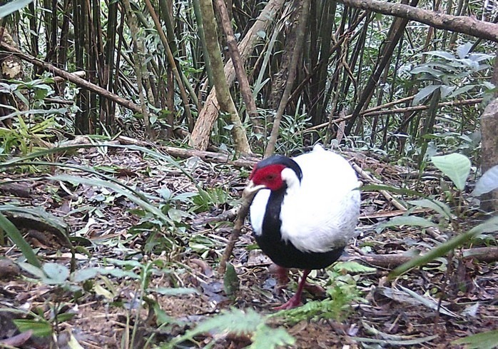 Thông qua việc giám sát bằng bẫy ảnh, cán bộ Khu Bảo tồn thiên nhiên Pù Huống, Nghệ An đã ghi nhận hình ảnh gà lôi trắng trong tự nhiên. Ảnh: Người Lao Động.