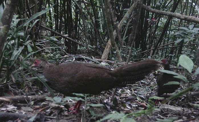 Gà lôi trắng rất cảnh giác và nhạy cảm với tiếng động. Người Lao Động.
