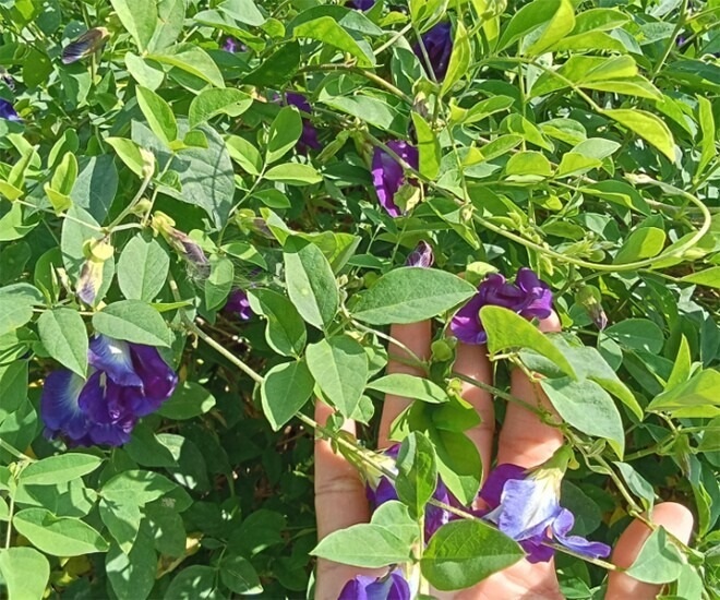 Cây đậu biếc có thể ra hoa quanh năm, cứ khoảng nửa tháng lại cho thu hoạch một lứa mới. Ảnh: Dân Việt