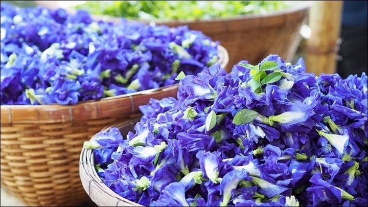 Hoa đậu biếc. Ảnh: Tri thức & Cuộc sống