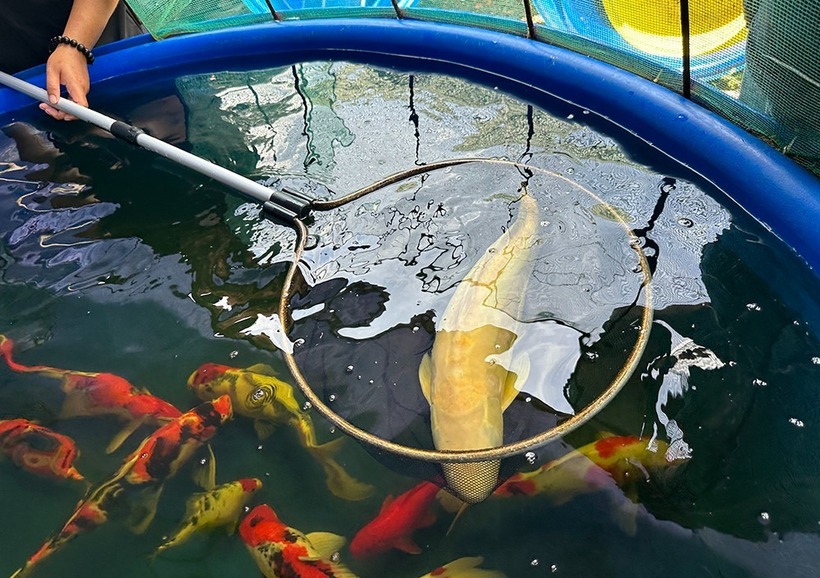 Cá koi thuần chủng khi nhập về Việt Nam có kích thước chỉ từ 12 - 20 cm. Ảnh: VietNamnet