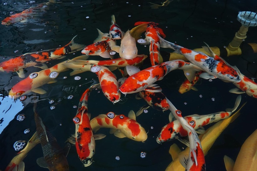 Hàng chục giống cá Koi Nhật được Khang nhập về nuôi và cung cấp cho khách. Ảnh: VietNamnet
