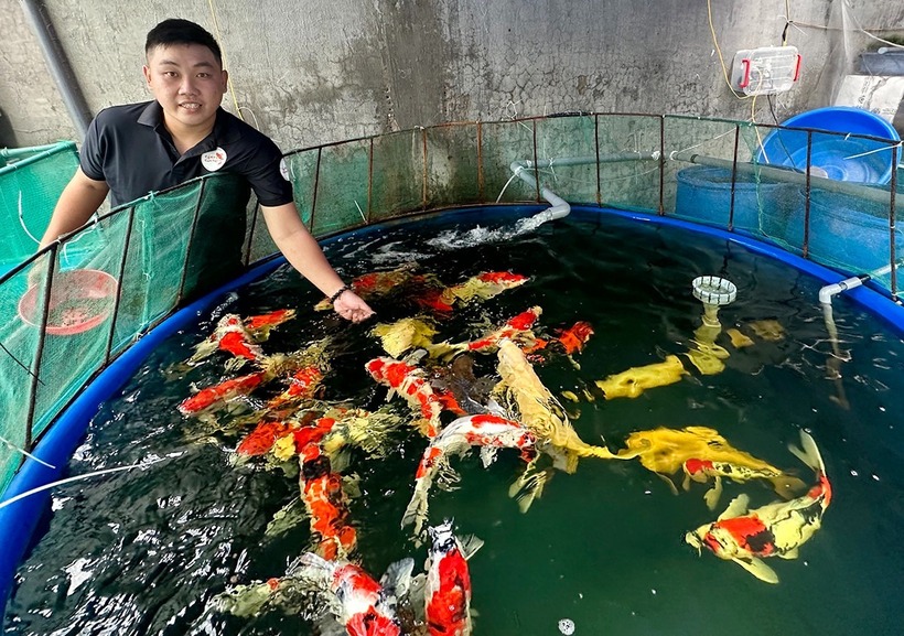 Tốt nghiệp kỹ sư, có công việc marketing với thu nhập ổn định, nhưng anh Đỗ Nguyễn Hoàng Khang (28 tuổi, ở Cần Thơ) đã quyết định rẽ hướng khởi nghiệp với mô hình nuôi cá Koi. Ảnh: VietNamnet