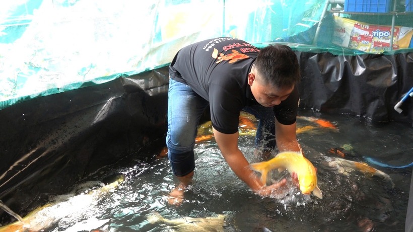 Nhờ nuôi cá Koi Nhật, Khang thu nhập khoảng 200 triệu đồng/năm. Ảnh: Thanh niên