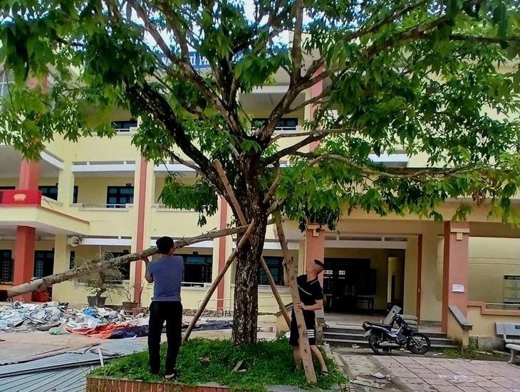 Cây xanh ở sân trường ở Quảng Trị được giáo viên gia cố. (Ảnh: Tuổi trẻ)