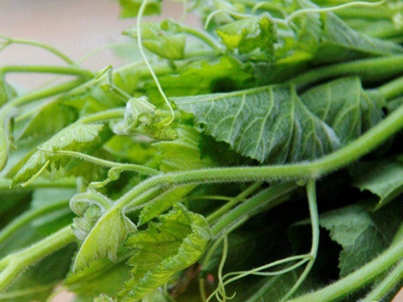 Rau bí cũng được đánh giá cao trong việc tăng cường hệ miễn dịch, giúp cơ thể chống lại tác nhân gây bệnh từ môi trường.