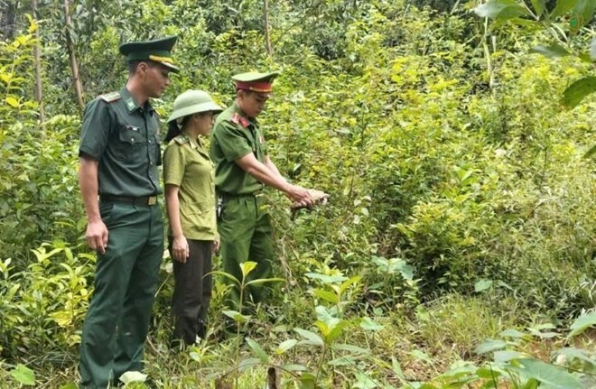Thả cá thể rùa núi vàng về môi trường tự nhiên. Ảnh: Kiểm lâm Gio Linh - Cồn Cỏ/ Lao động