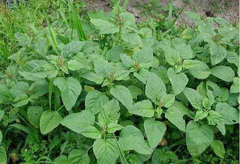 Ít ai biết rằng, trong bữa ăn hằng ngày của người Việt có một loại rau rất đỗi quen thuộc, thậm chí bị nhiều người "ghẻ lạnh", nhưng lại giàu canxi ngang ngửa sữa – đó chính là rau dền.