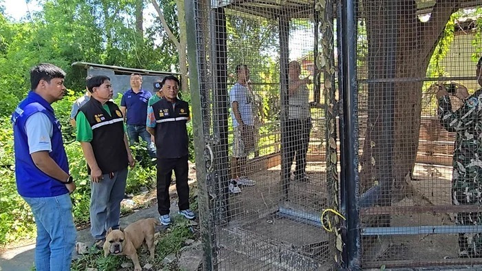 Chú hổ đã sổng chuồng đến 3 lần chỉ trong vòng 1 năm.