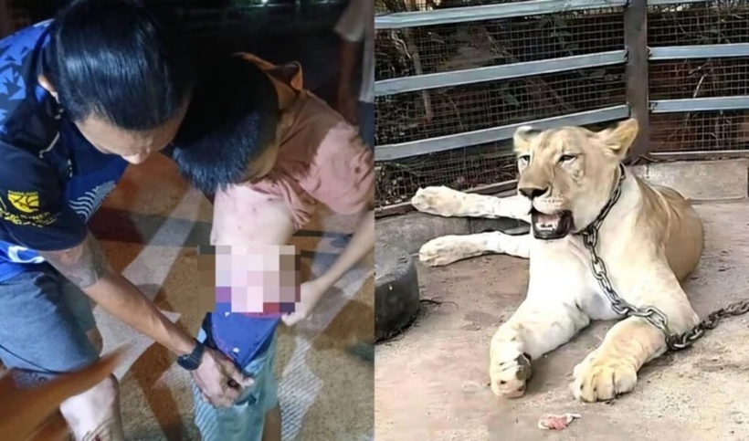 Bé trai bị sư tử tấn công.