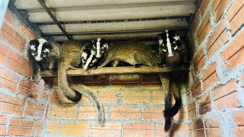 Chuồng nuôi cầy vòi mốc phải luôn đảm bảo sạch sẽ, thoáng mát về mùa hè, ấm về mùa đông. Ảnh: Nông nghiệp & Môi trường