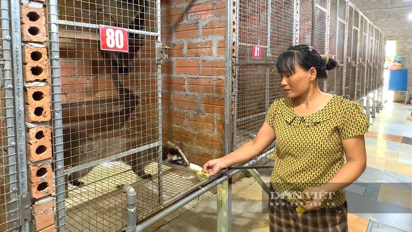 Chị Lê Thị Quyến nuôi chồn. Ảnh: Dân Việt