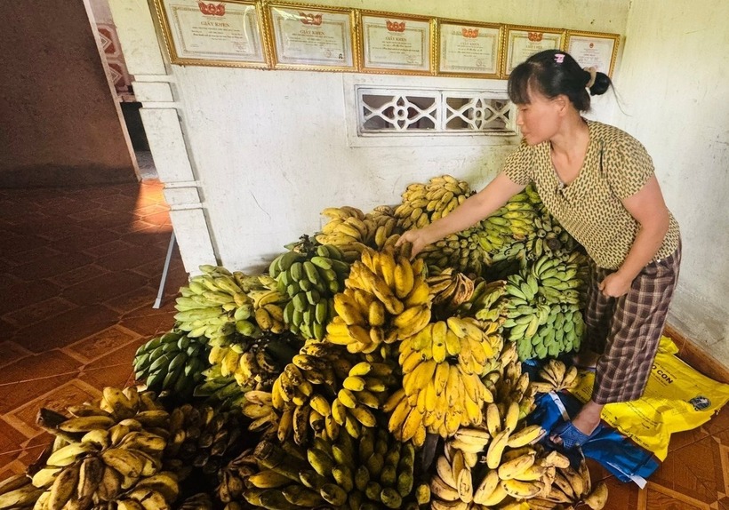 Chồn vòi mốc ăn rất ít, thức ăn chủ yếu là chuối chín xay với cám gạo, cám ngô. Ảnh: Nông nghiệp & Môi trường