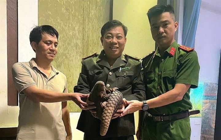 Cá thể tê tê quý hiếm được phát hiện. Ảnh: Thanh Niên