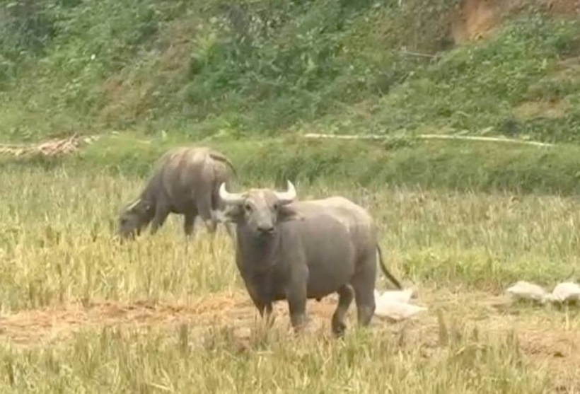 Con trâu đực lạ nặng khoảng 250kg toàn thân con trâu có màu đen, cổ, đuôi và chân có màu trắng. Ảnh: Báo Tiền phong.