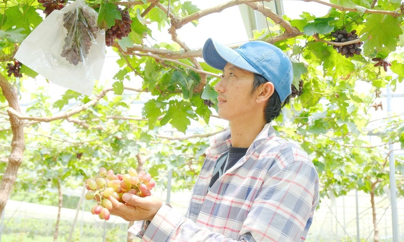 Nguyễn Minh Tuân sở hữu vườn nho hơn 500 gốc với diện tích 5.000m2. Ảnh: VietNamnet